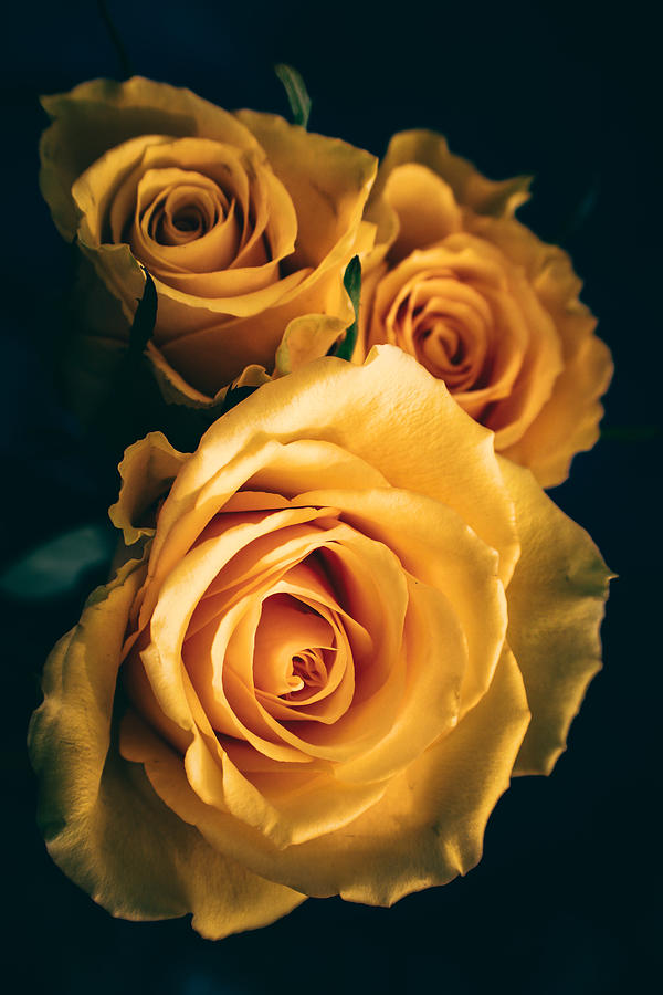 Three Yellow Roses Photograph by W Craig Photography