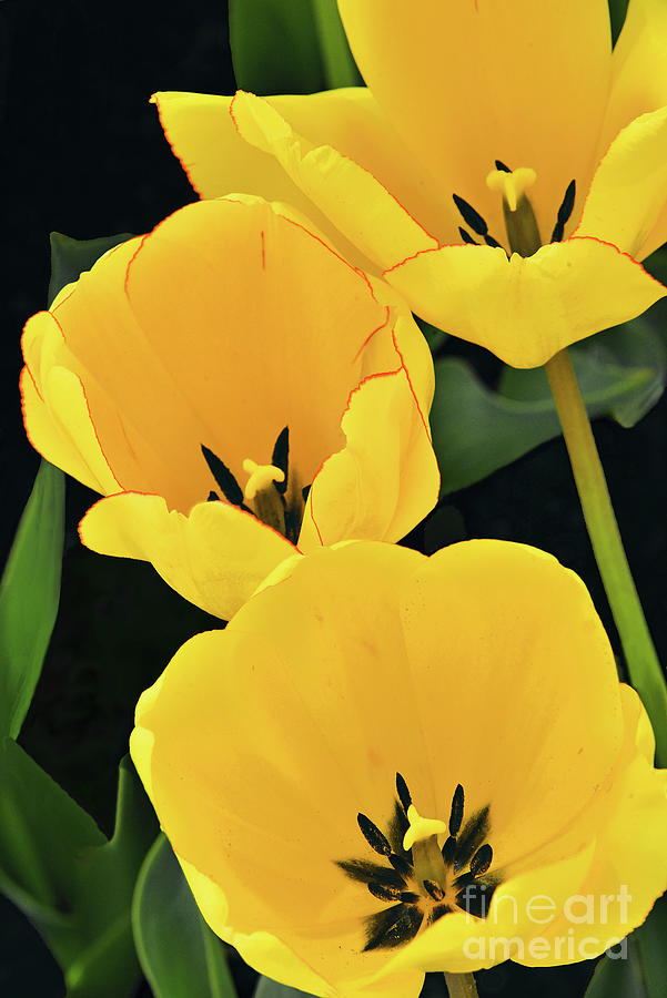 Three Yellow Tulips Photograph