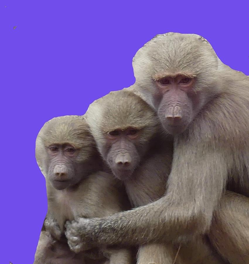 Three Young Hamadryas Baboons Digital Art by Margaret Saheed