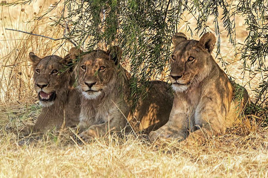 Three Young Lions Photograph by Betty Eich