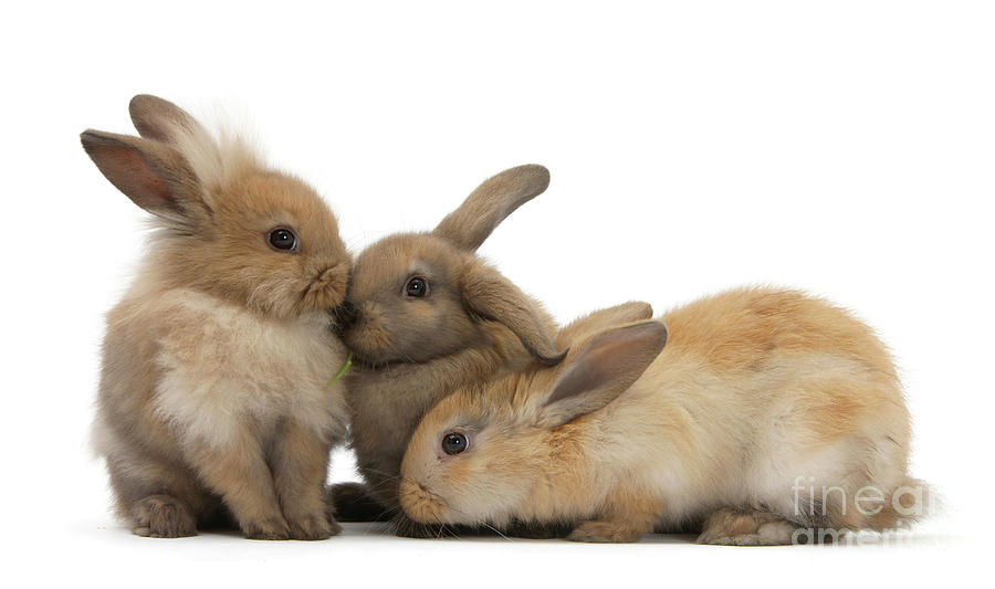 Three young sandy rabbits Photograph by Warren Photographic