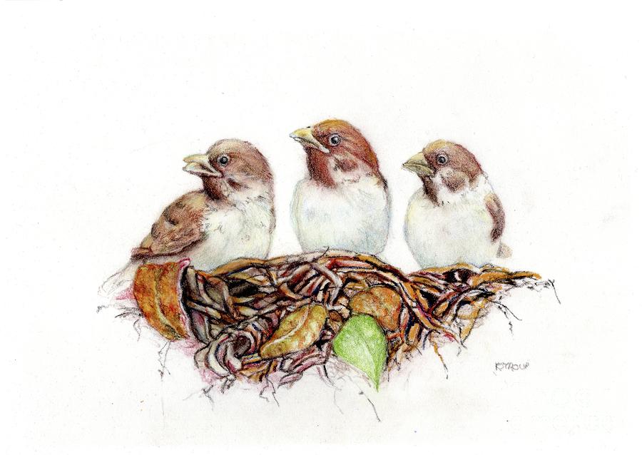 Three Young Songbirds Drawing by Kathleen Stroup - Fine Art America