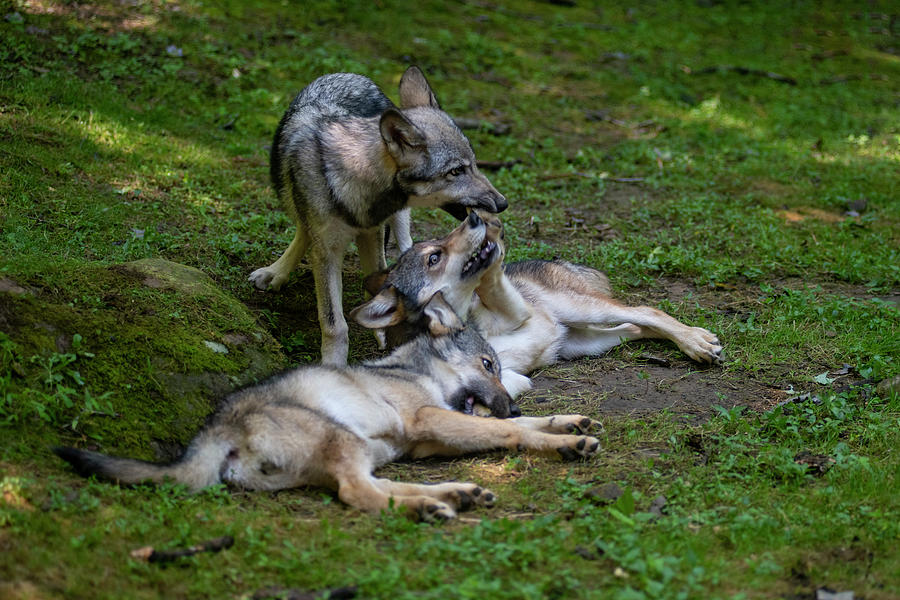 Three Young Wolves Wrestling In Mock Combat Photograph