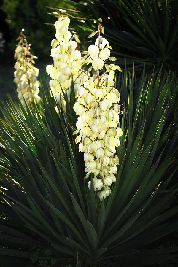 Three yucca flowers blooming Photograph by Jean-Luc Farges