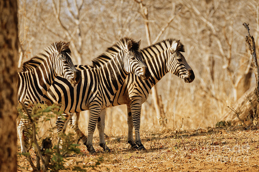 Three Zebras in the Wild Photograph - Three Zebras in the Wild by Natural Focal Point Photography