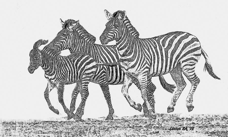 Three Zebras Digital Art by Larry Linton
