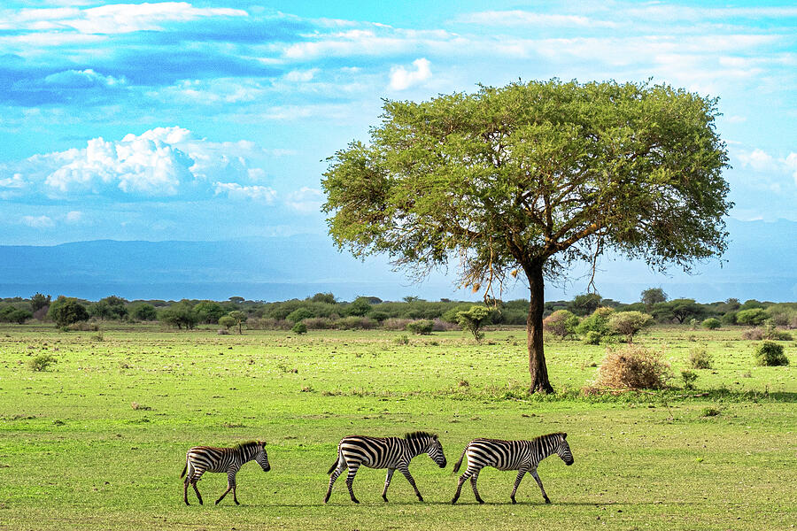 Three Zebras, and the Artistry of the Acacia Tree Photograph by Leslie Struxness Three Zebras, and the Artistry of the Acacia Tree Photograph by Leslie Struxness