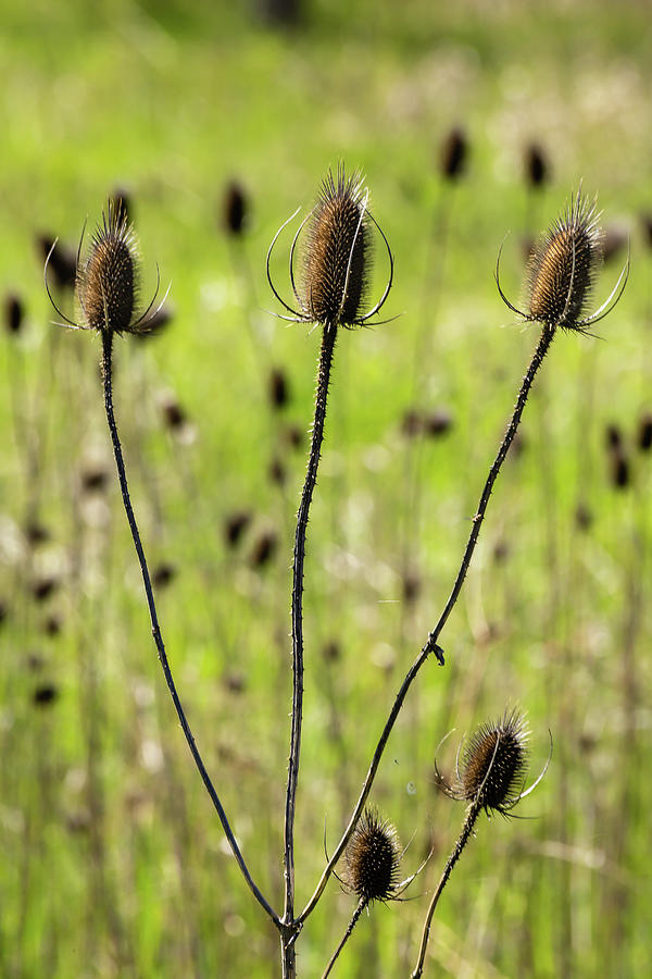 Threes a thistle Photograph by SAURAVphoto Online Store