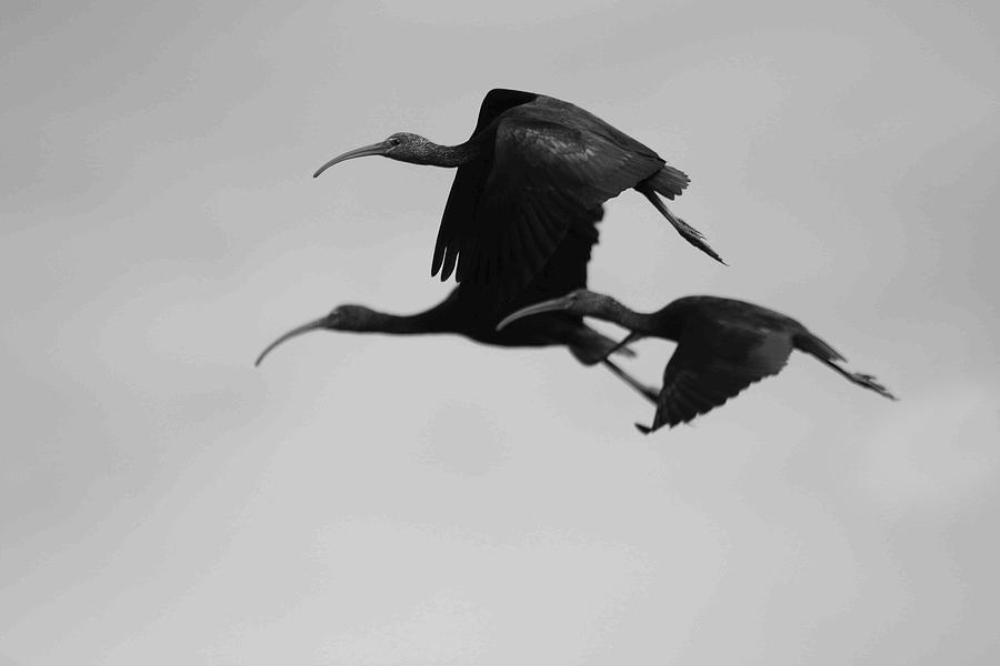 Three Little Black Birds Black and white Photograph by Montez Kerr