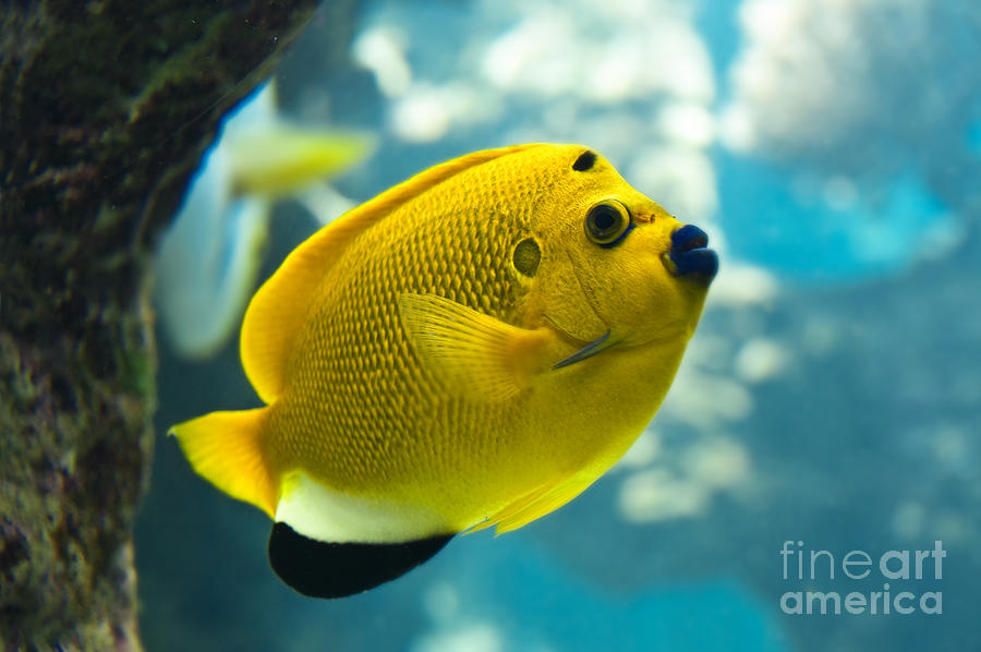 Threespot angelfish Photograph by Delphimages Photo Creations