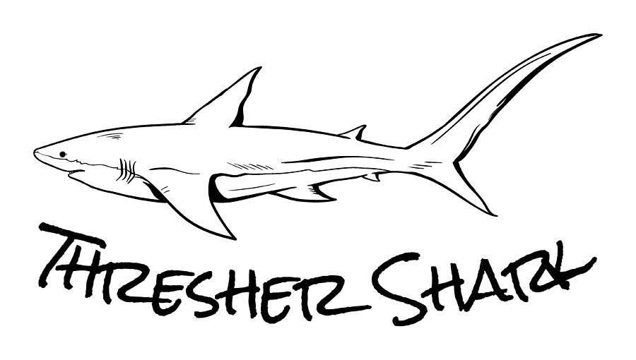 thresher shark drawing