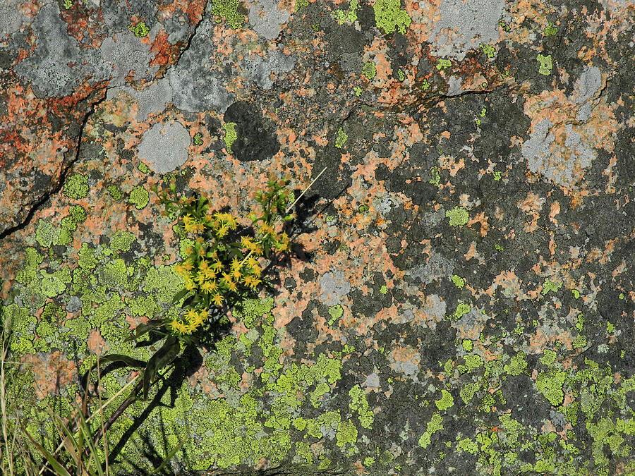 Thrill of the Microcosm Photograph by Lynda Lehmann Thrill of the Microcosm Photograph by Lynda Lehmann