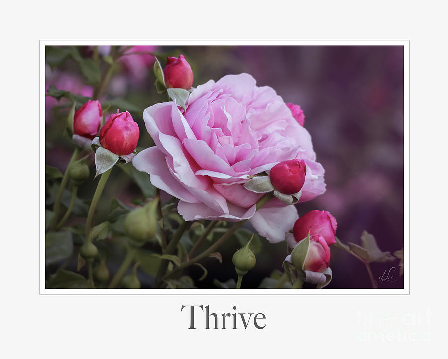Rose Photograph - Thriving Pink Roses with Rose Buds by D Lee