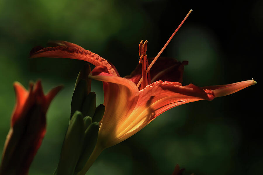 Lily Photograph - Throat Shadows by Donna Kennedy