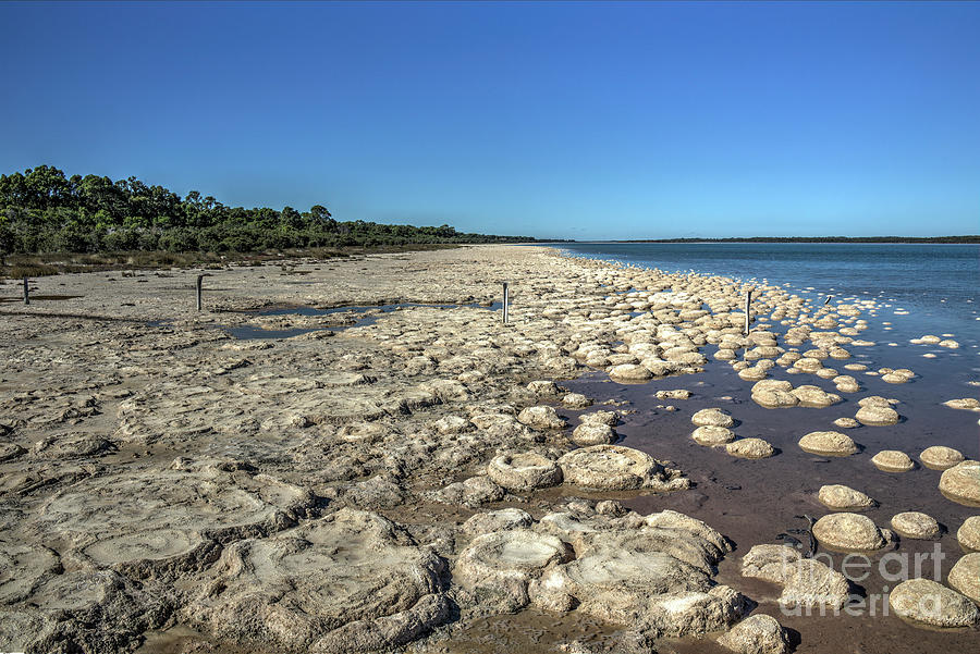 Thrombolites, Lake Clifton, Western Australia 2 Photograph by Elaine Teague