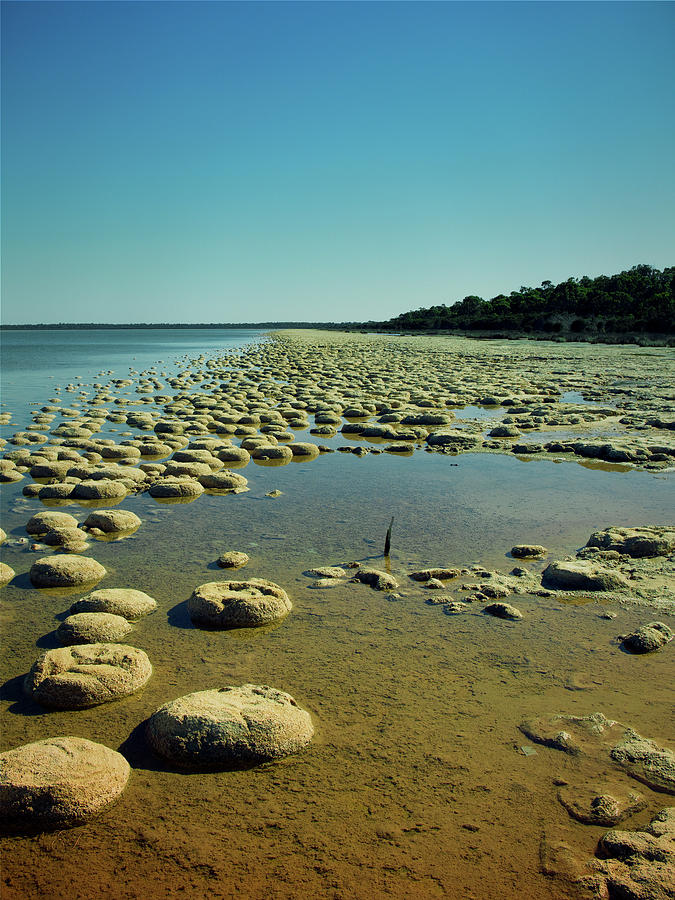 Thrombolites, Lake Clifton, Western Australia 3 Photograph by Elaine Teague