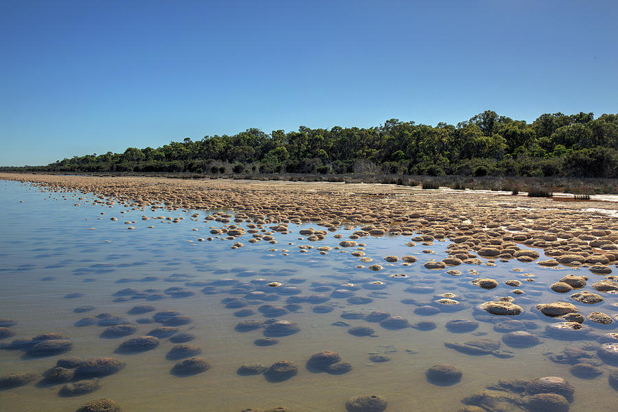 Thrombolites, Lake Clifton, Western Australia 4 Photograph by Elaine Teague