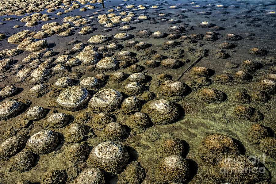 Thrombolites, Lake Clifton, Western Australia Photograph by Elaine Teague