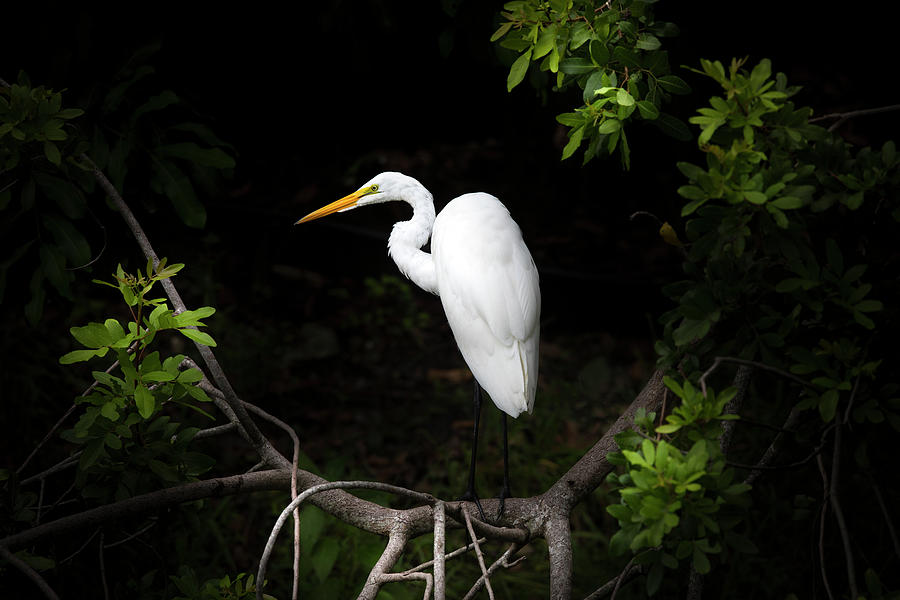 Throne of the Great White Egret Photograph by Mark Andrew Thomas