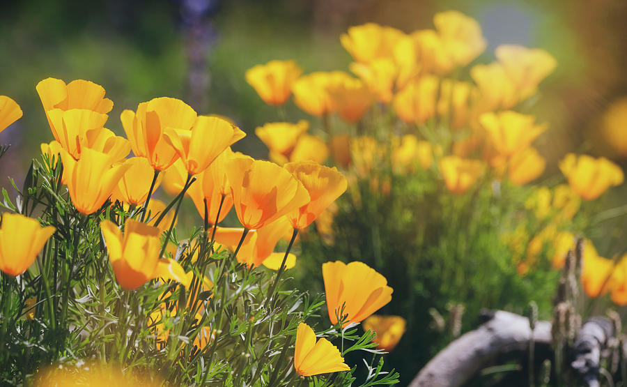 Through A Field Of Golden Poppies Photograph by Saija Lehtonen