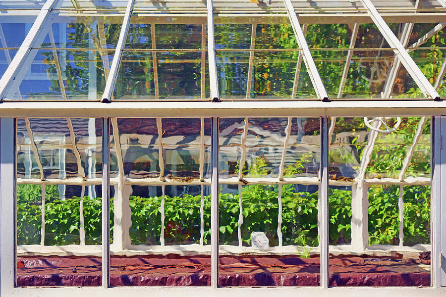 Through Greenhouse Windows Photograph by Nikolyn McDonald