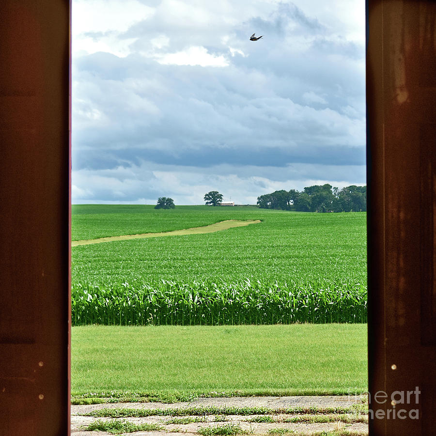 Through The Barn Doors - Square Photograph by Linda Brittain
