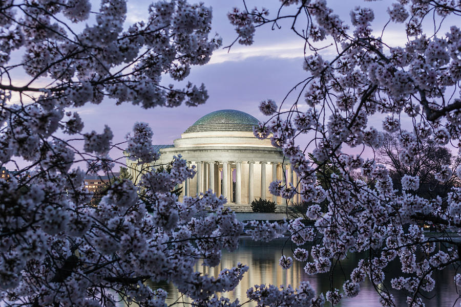 Through the blossoms Photograph by Stewart Helberg