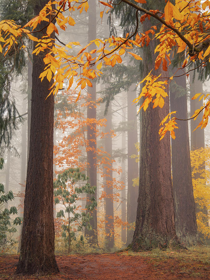 Through the Colorful, Misty Woods Photograph by Don Schwartz