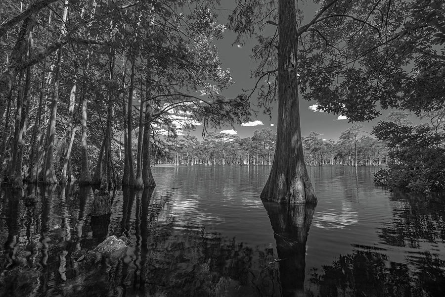 Through the Cypress Trees - Black and White Photograph by Eric Albright