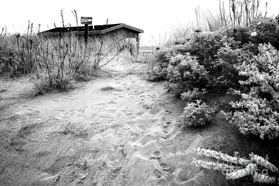 Through the Dune at Ocean Grove Infrared Photograph by John Rizzuto