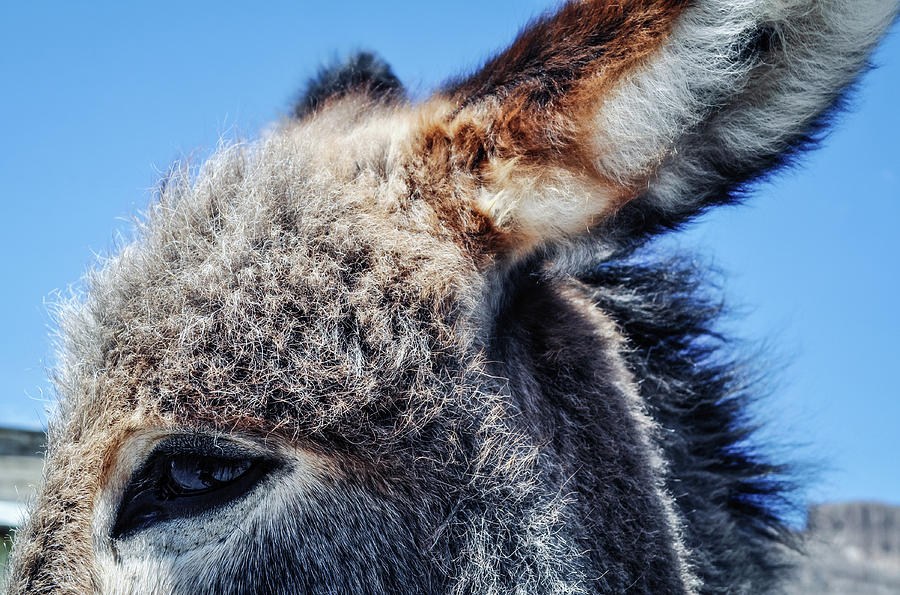 Through The Eyes of A Burro Photograph by Kyle Hanson