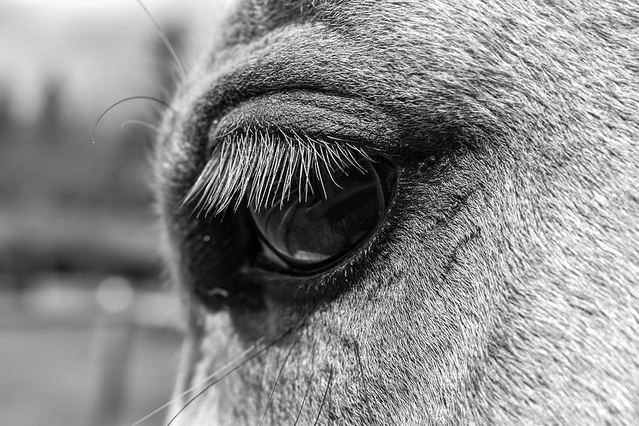 Through the Eyes of a Horse Photograph by JVD Photography Inspired ...