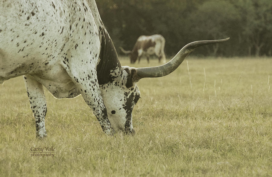Through the eyes of a longhorn cow Photograph by Cathy Valle