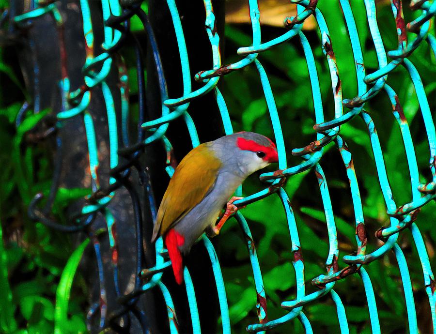 Through the Fence Photograph by Joan Stratton
