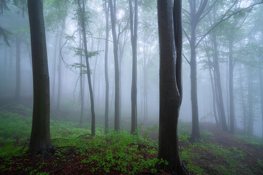Through the forests of Romania Photograph by Cosmin Stan
