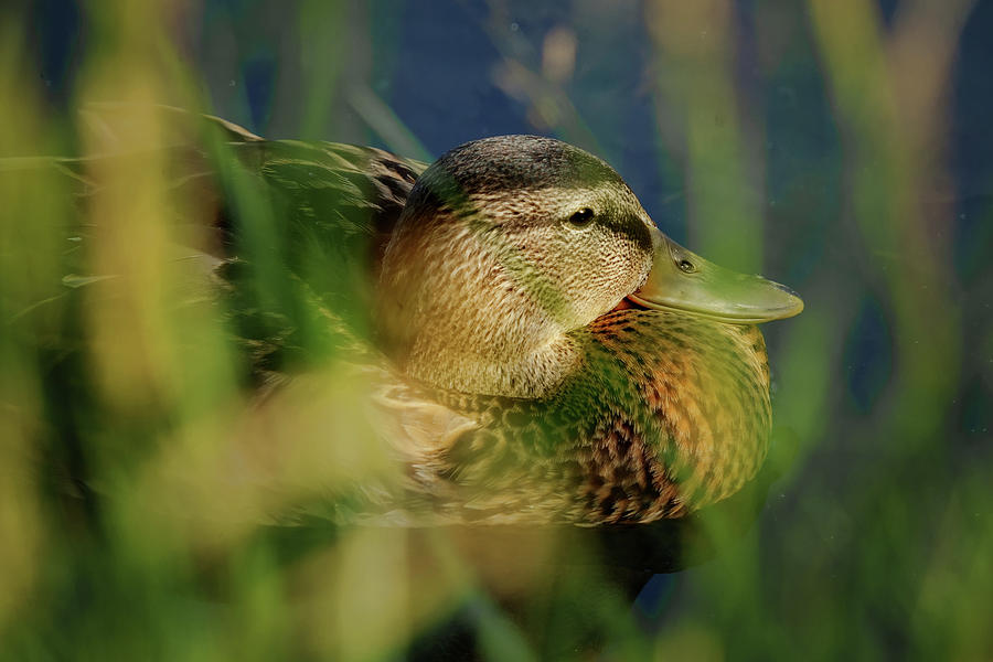 Through the Grasses - Mallard Hen Photograph by Nikolyn McDonald
