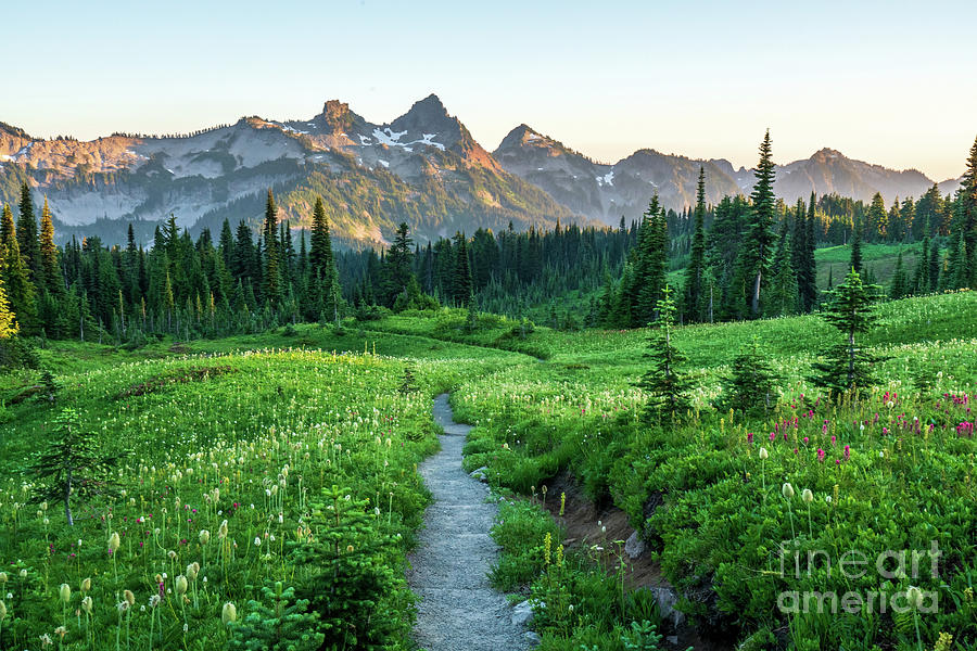 Through the Meadows To Tatoosh Photograph by Mike Reid