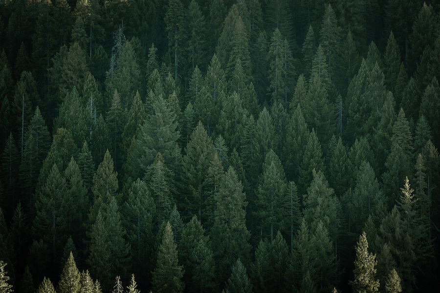 Through the Pine Photograph by Brian Anderson Through the Pine Photograph by Brian Anderson