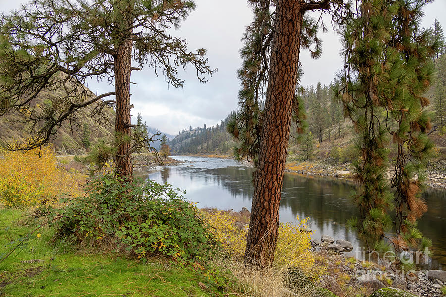 Clearwater Photograph - Through the Pines by Idaho Scenic Images Linda Lantzy