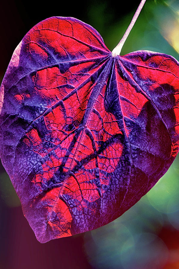 Through The Purple Veil Photograph by Iryna Goodall