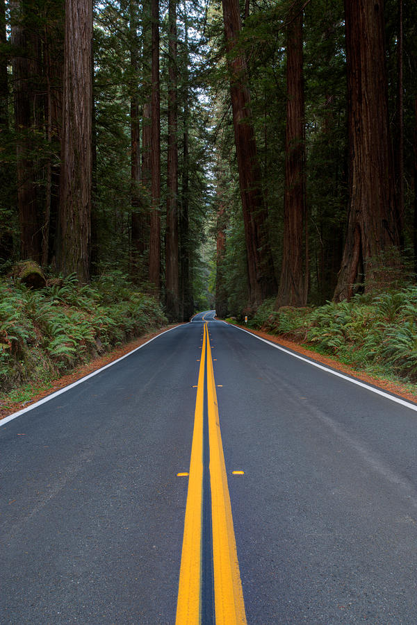 Through the Redwoods Photograph by David Andersen
