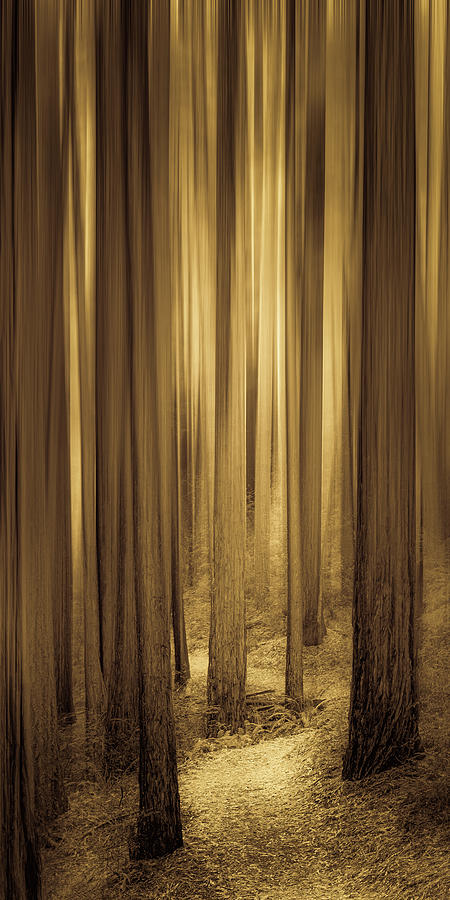 Through the Redwoods Photograph by Don Schwartz