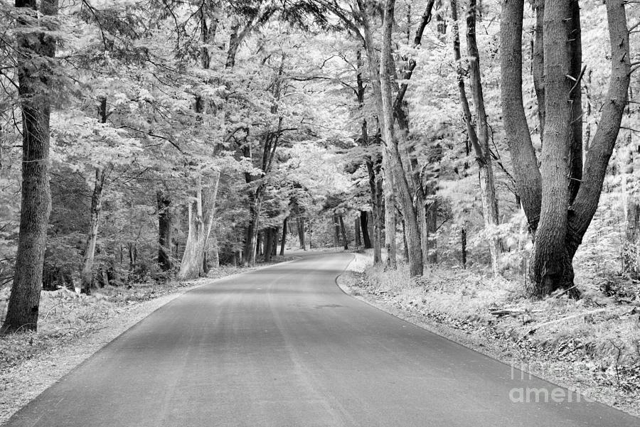 Through The River Road Tree Tunnel Black And White Photograph by Adam Jewell