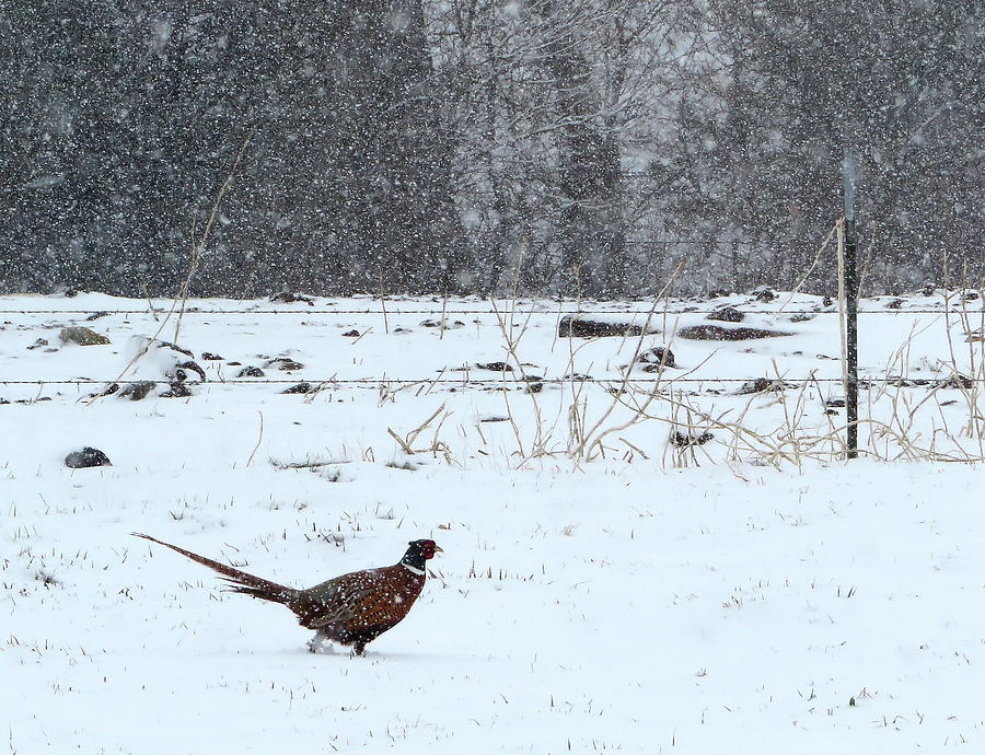 Pheasant Photograph - Through the Storm. by Katie Keenan
