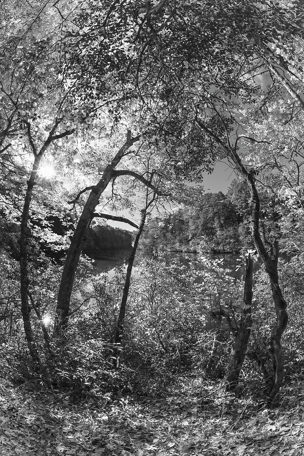 Through the Trees at the Lake Black and White  Photograph by Debra and Dave Vanderlaan