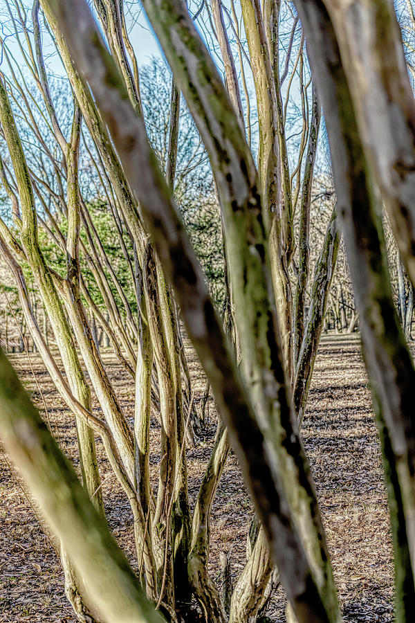 Through the Trees Photograph by Sharon Popek