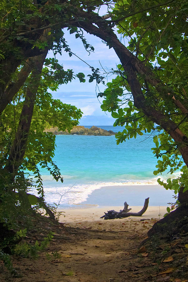 Through the Trees to a Secluded Beach Photograph by Matthew DeGrushe