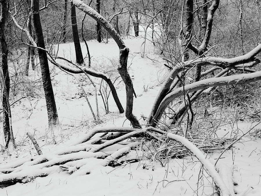 Through The Wintery Wood Photograph