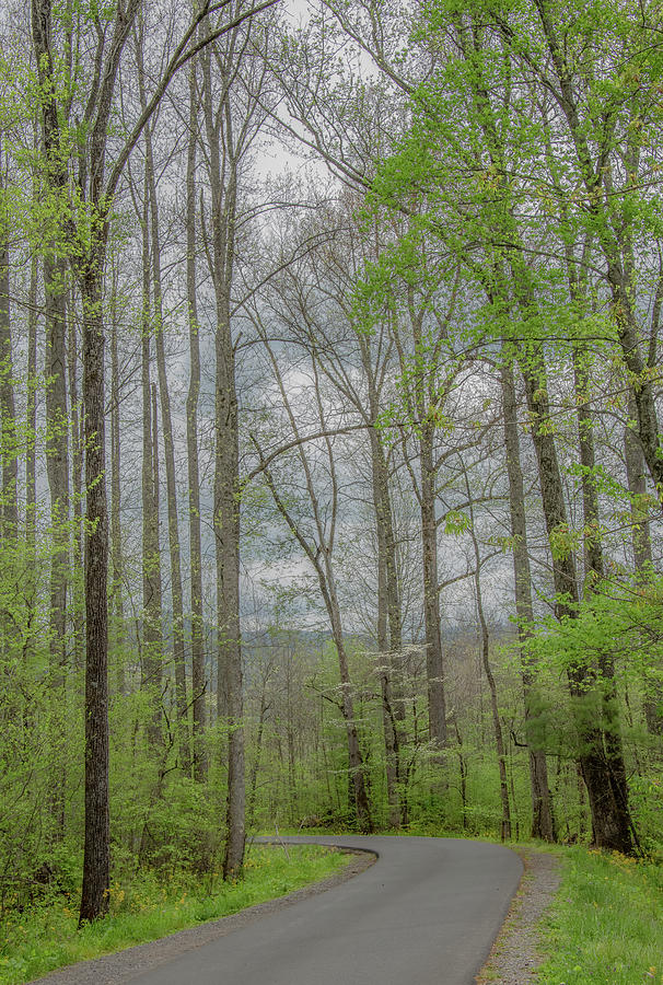 Through the Woods in Springtime Photograph by Marcy Wielfaert