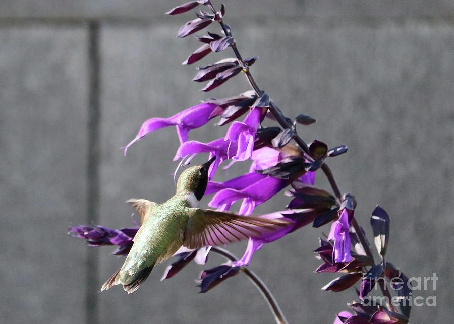 Purple Salvia through Translucent Wings Photograph by Carol Groenen